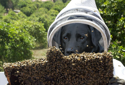 Beekeeping dog causes a buzz HR Grapevine